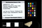 Foto (Objekt + Etiketten) von Pithonoton marginatum (von Meyer, 1842) 